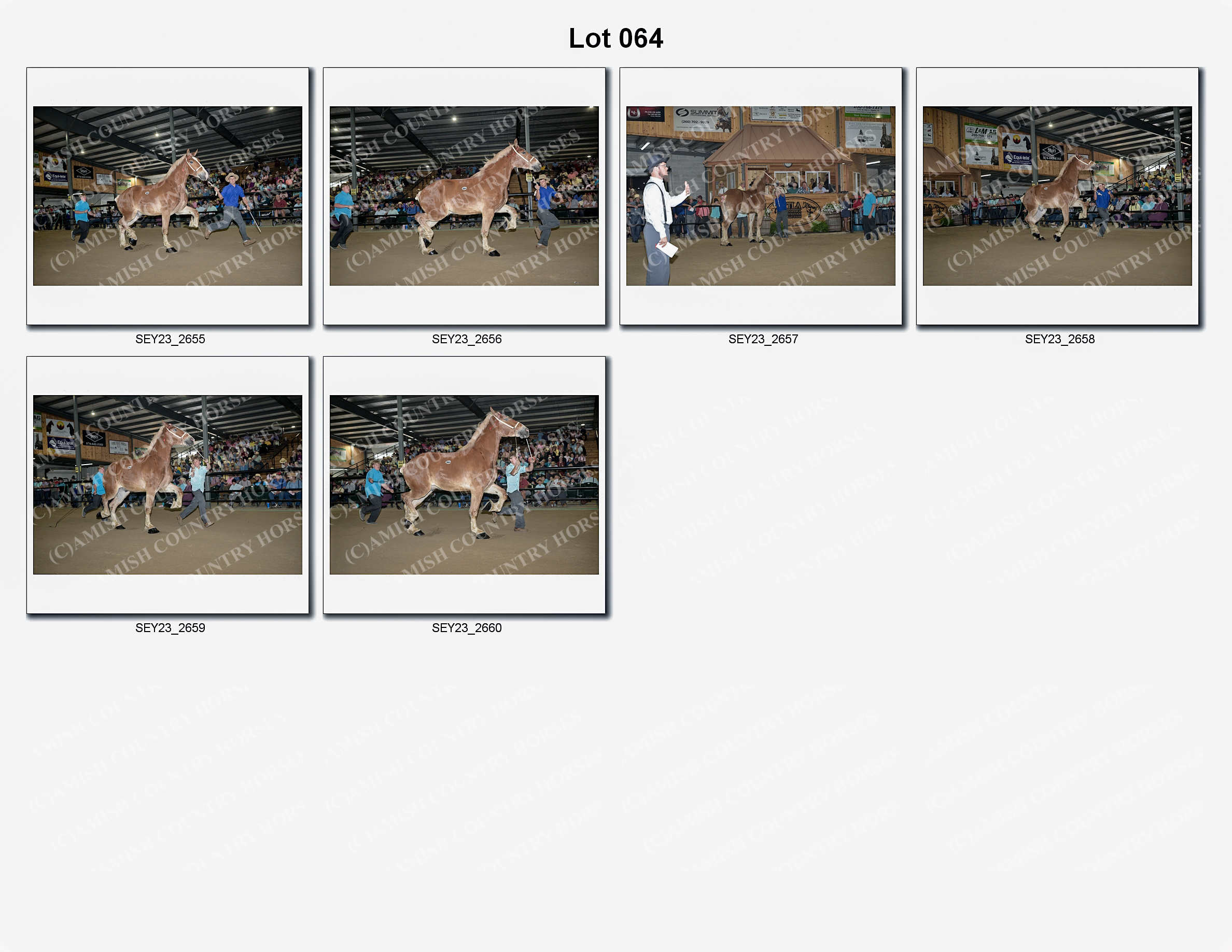 2023 Seymour Draft Sale